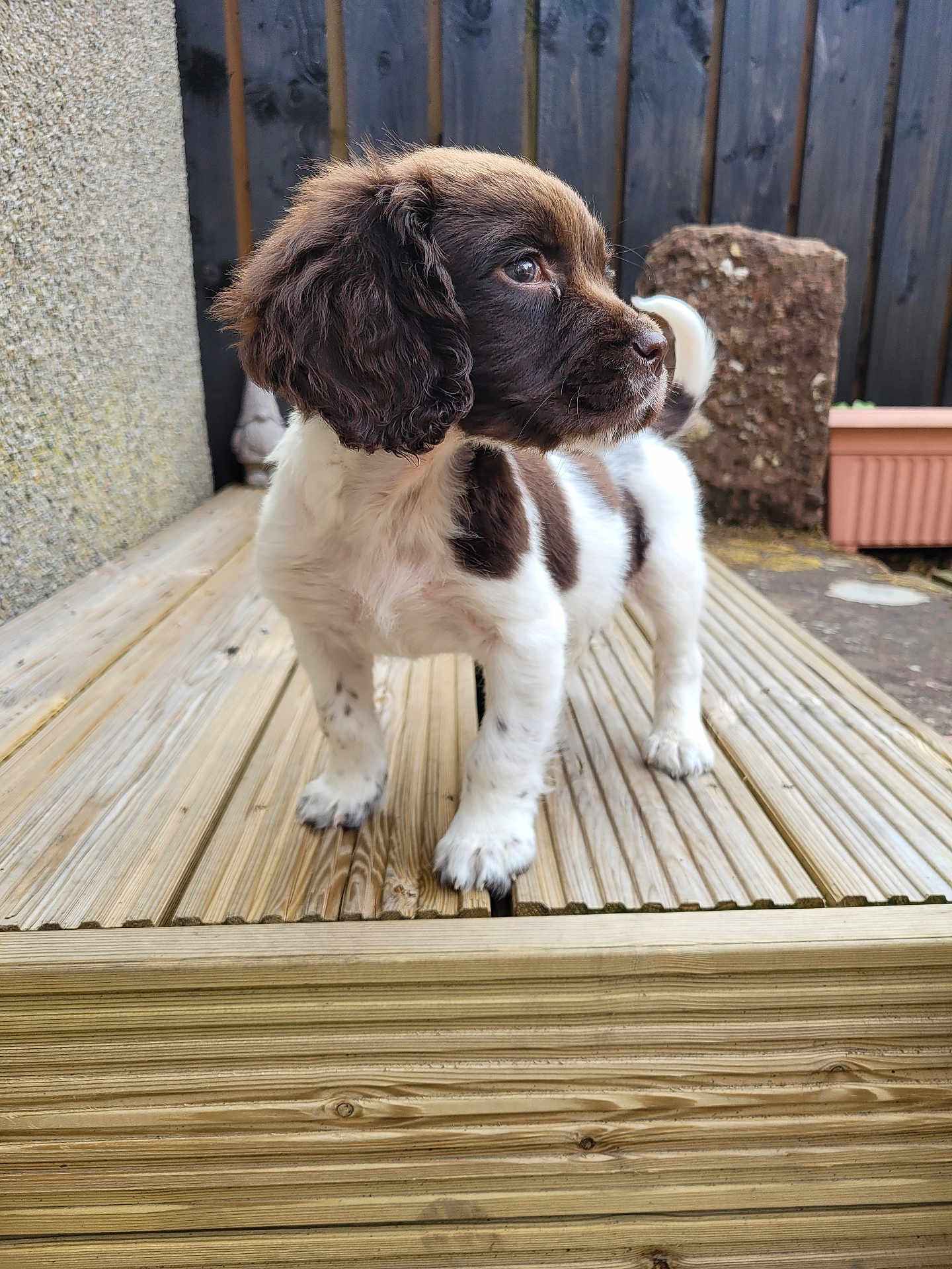 Columbo