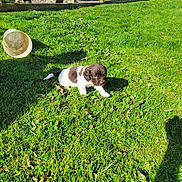 Columbo joined the competition — help win amazing prizes! animal, bucket, canine, cute, daylight, fence, field, grass, greenery, nature, outdoor, pet, playful, puppy, shadow, small_dog, summer, sunlight, yard, young_dog
