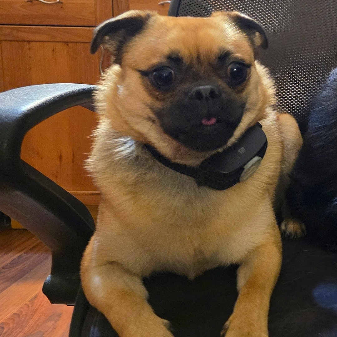 Barry-Allen Enriquez is registered to the contest to win money with this photo: animal, bulldog, canine, chair, chihuahua, dog, frenchbulldog, furniture, hound, indoors, interiordesign, pet, plywood, pug, puppy, wood