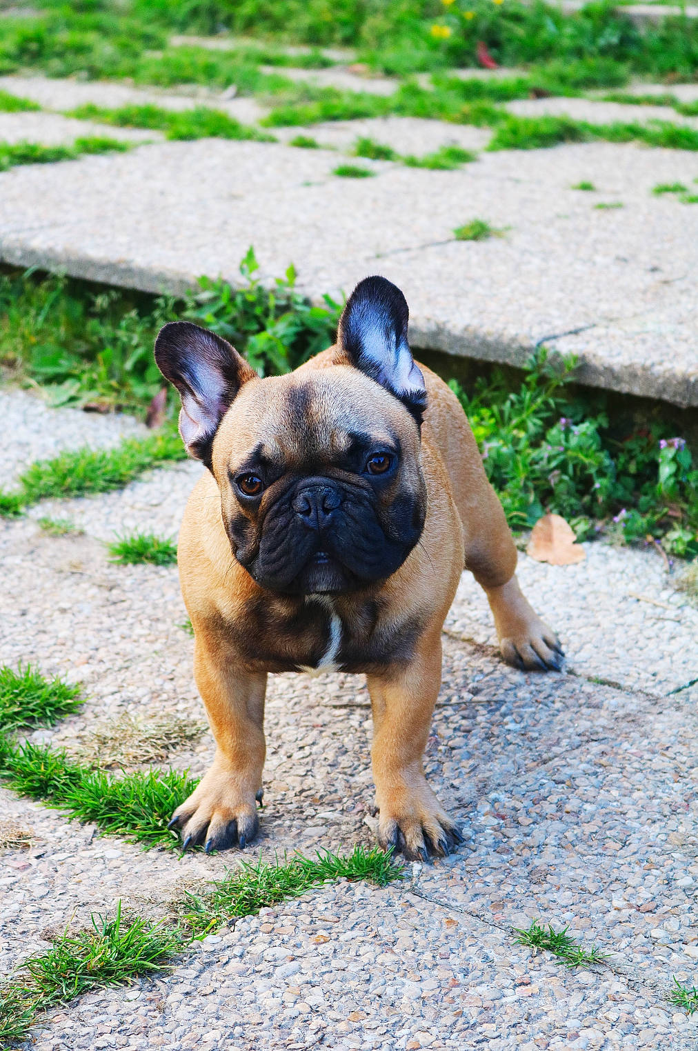 Padawan participe au concours pour gagner de l'argent avec cette photo : bulldog, canidae, carnivore, companion_dog, dog, dog_breed, fawn, french_bulldog, grass, mammal, molosser, non_sporting_group, plant, pug, puppy, snout, vertebrate, wildlife