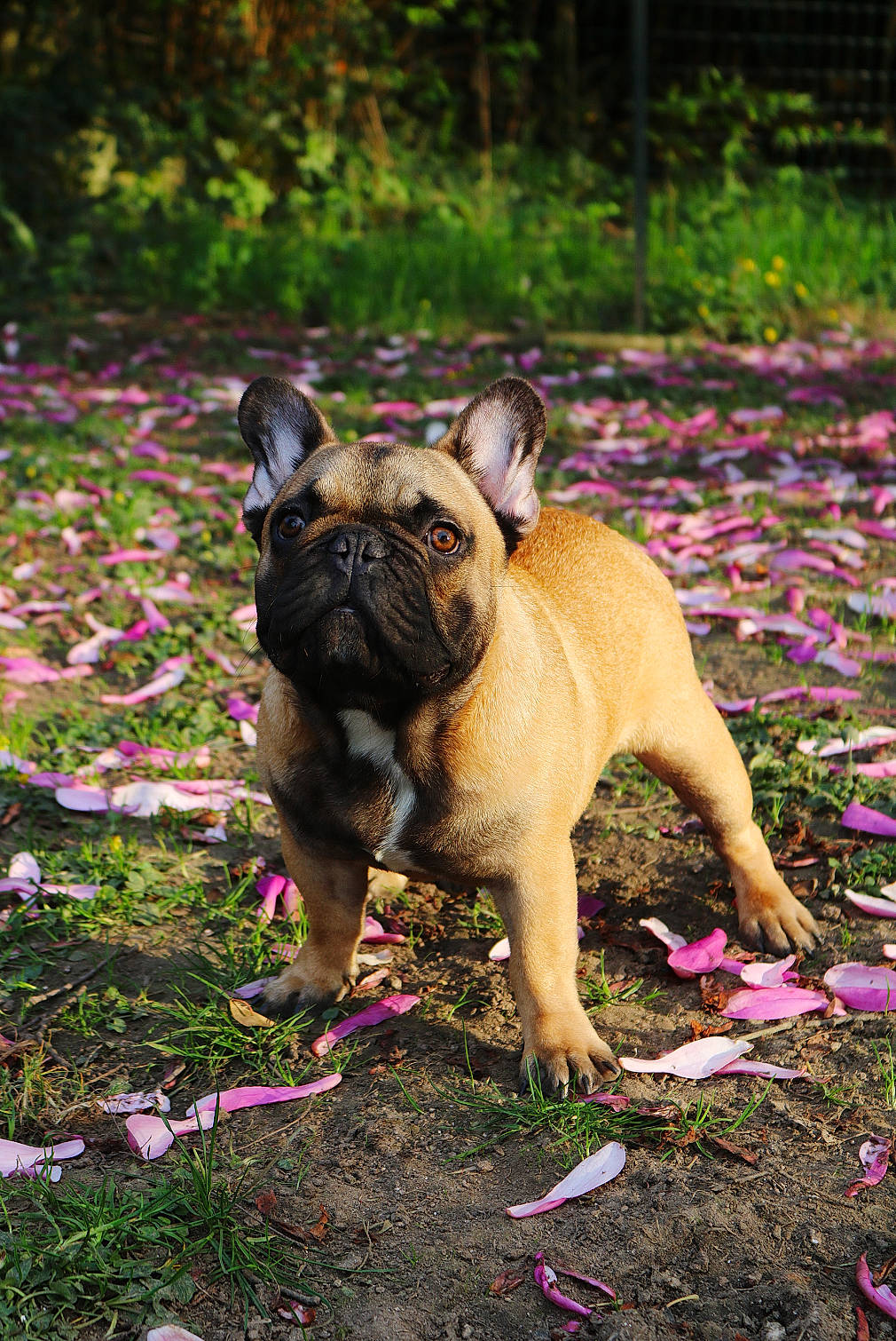 Padawan a rejoint le concours — aidez-le/la à gagner de superbes lots ! bulldog, canidae, carnivore, companion_dog, dog, dog_breed, fawn, french_bulldog, grass, mammal, molosser, non_sporting_group, olde_english_bulldogge, plant, puppy, snout, tree, vertebrate