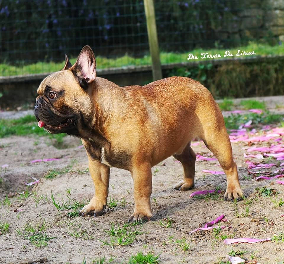 Padawan participe au concours pour gagner de l'argent avec cette photo : australian_bulldog, british_bulldogs, bulldog, canidae, carnivore, companion_dog, dog, dog_breed, fawn, french_bulldog, mammal, molosser, non_sporting_group, old_english_bulldog, olde_english_bulldogge, perro_de_presa_mallorquin, renascence_bulldogge, snout, toy_bulldog, vertebrate