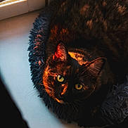 Nana participe au concours pour gagner de l'argent avec cette photo : cat, tortoiseshell_cat, pet, animal, window, sunlight, indoor, fur, green_eyes, bed, cozy, resting, closeup, portrait, domestic_cat, fluffy_bed, warm_light, shadow, cute, relaxed