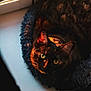 cat, tortoiseshell_cat, pet, animal, window, sunlight, indoor, fur, green_eyes, bed, cozy, resting, closeup, portrait, domestic_cat, fluffy_bed, warm_light, shadow, cute, relaxed