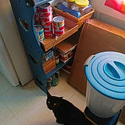 Eros joined the competition — help win amazing prizes! black_cat, cat, floor, kitchen, canned_goods, shelf, cardboard_box, trash_bin, window, curious, indoor, container, food_storage, plastic_lid, tile_floor, household, pet, looking_up, domestic, natural_light