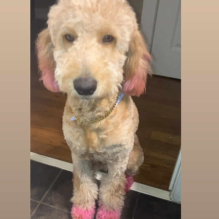 Cookie Butter is registered to the contest to win money with this photo: accessory, animal, brown_floor, canine, companion, curly_fur, cute, dog, domestic_animal, floor, fur, gold_chain, indoor, pet, pink_ears, pink_paws, portrait, sitting, stylish, tile