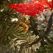 Ange a rejoint le concours — aidez-le/la à gagner de superbes lots ! cat, christmas_tree, pine_needles, ornament, red_decoration, holiday_lights, festive, curious, animal, pet, whiskers, closeup, nature, greenery, indoor, celebration, sparkle, background_blur, cute, eyes