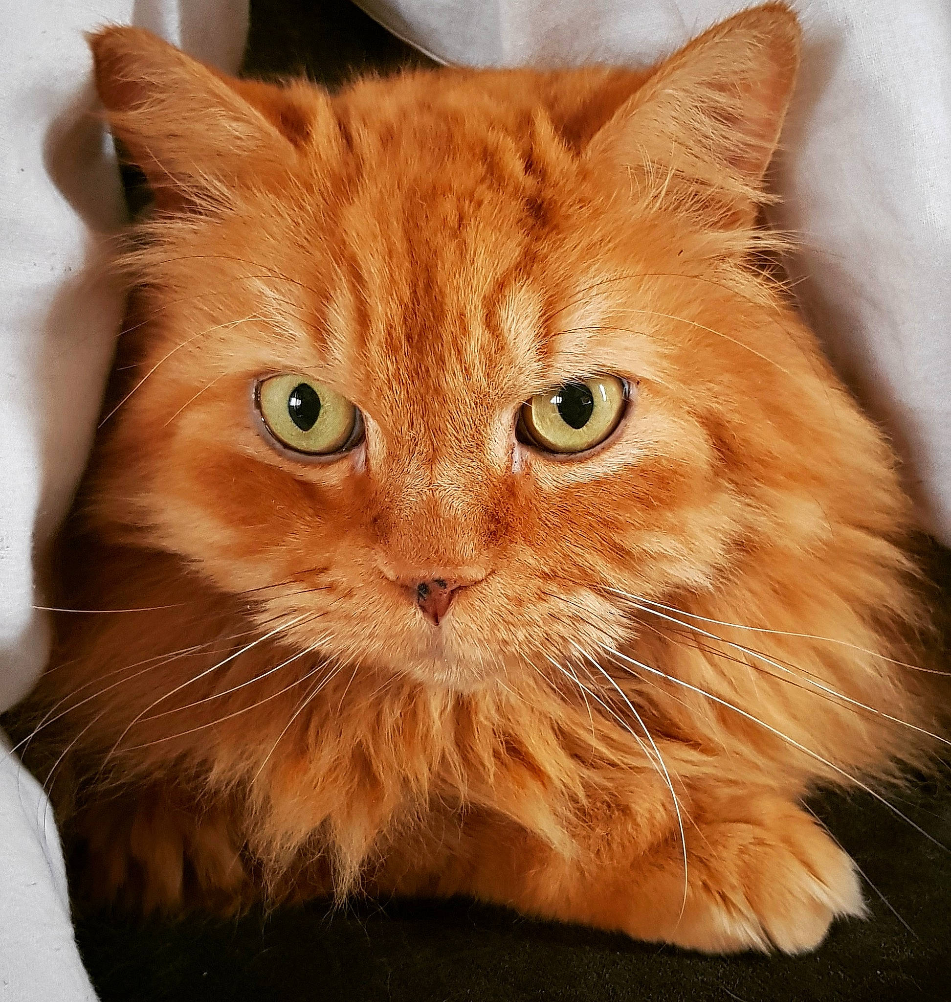 Lulu participe au concours pour gagner de l'argent avec cette photo : carnivore, cat, close_up, domestic_short_haired_cat, eye, fawn, felidae, fur, head, small_to_medium_sized_cats, snout, tail, terrestrial_animal, whiskers, window, wood