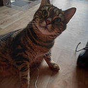 Felix participe au concours pour gagner de l'argent avec cette photo : abyssinian, accessories, animal, architecture, building, cat, couch, electronics, furniture, hardwood, indoors, interiordesign, kitten, livingroom, manx, pet, plywood, room, strap, wood