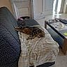 Felix a rejoint le concours — aidez-le/la à gagner de superbes lots ! animal, architecture, bed, bedroom, blanket, building, cat, couch, cushion, electronics, furniture, homedecor, indoors, interiordesign, livingroom, mobilephone, pet, phone, remotecontrol, room
