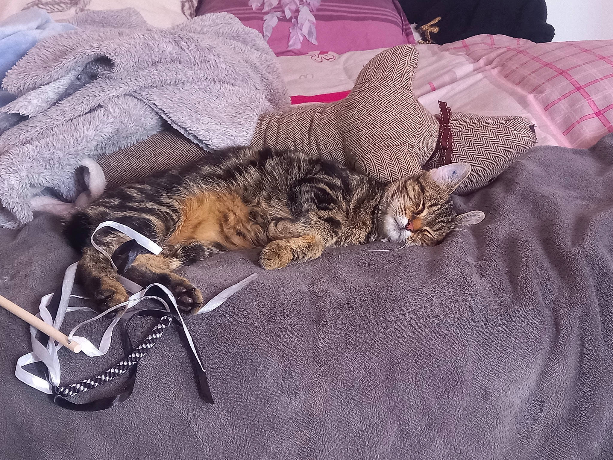 Felix a rejoint le concours — aidez-le/la à gagner de superbes lots ! bag, bed, carnivore, cat, claw, comfort, couch, domestic_short_haired_cat, fawn, felidae, fur, grey, hat, linens, luggage_and_bags, mammal, small_to_medium_sized_cats, tail, textile, whiskers