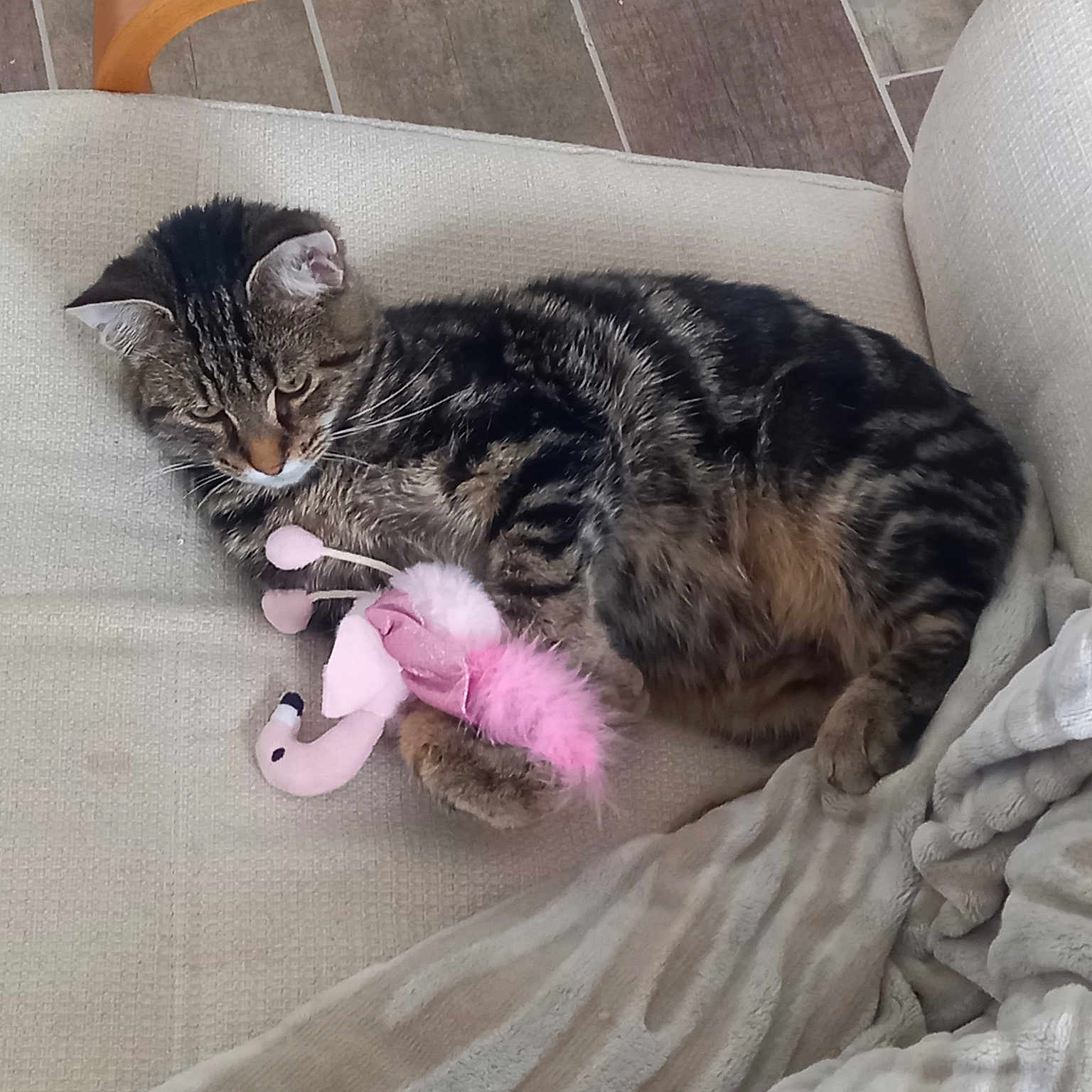 Felix
