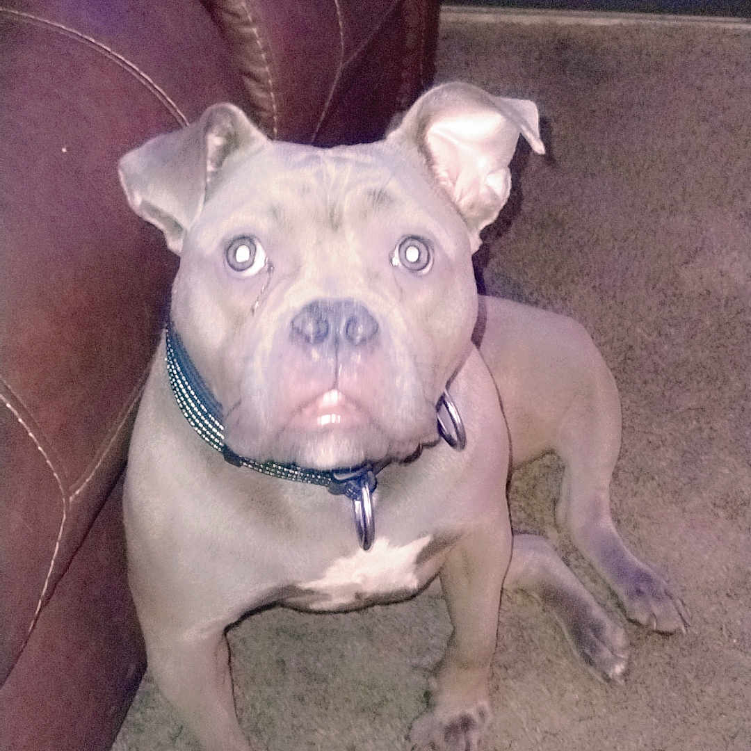 Bella