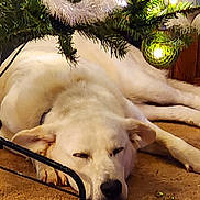 Lily joined the competition — help win amazing prizes! dog, white_dog, sleeping, carpet, christmas_tree, ornament, holiday, decorations, indoor, resting, cozy, festive, pine_branch, closeup, pet, animal, relaxation, napping, fur, cute