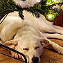 dog, white_dog, sleeping, carpet, christmas_tree, ornament, holiday, decorations, indoor, resting, cozy, festive, pine_branch, closeup, pet, animal, relaxation, napping, fur, cute