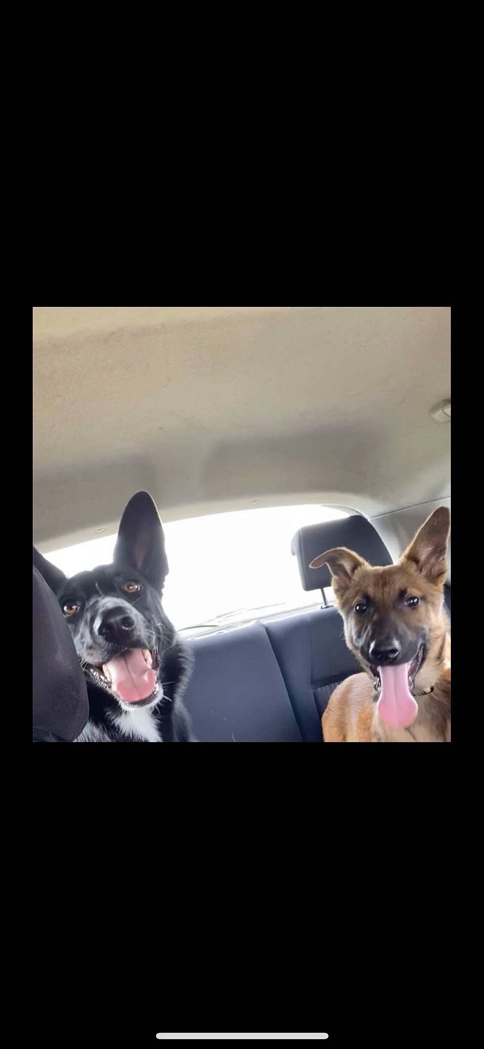 Tokyo a rejoint le concours — aidez-le/la à gagner de superbes lots ! boston_terrier, canidae, carnivore, comfort, companion_dog, dog, dog_breed, family_car, fawn, fur, mammal, photo_caption, snout, sporting_group, tail, toy_dog, vertebrate, whiskers, window, working_animal