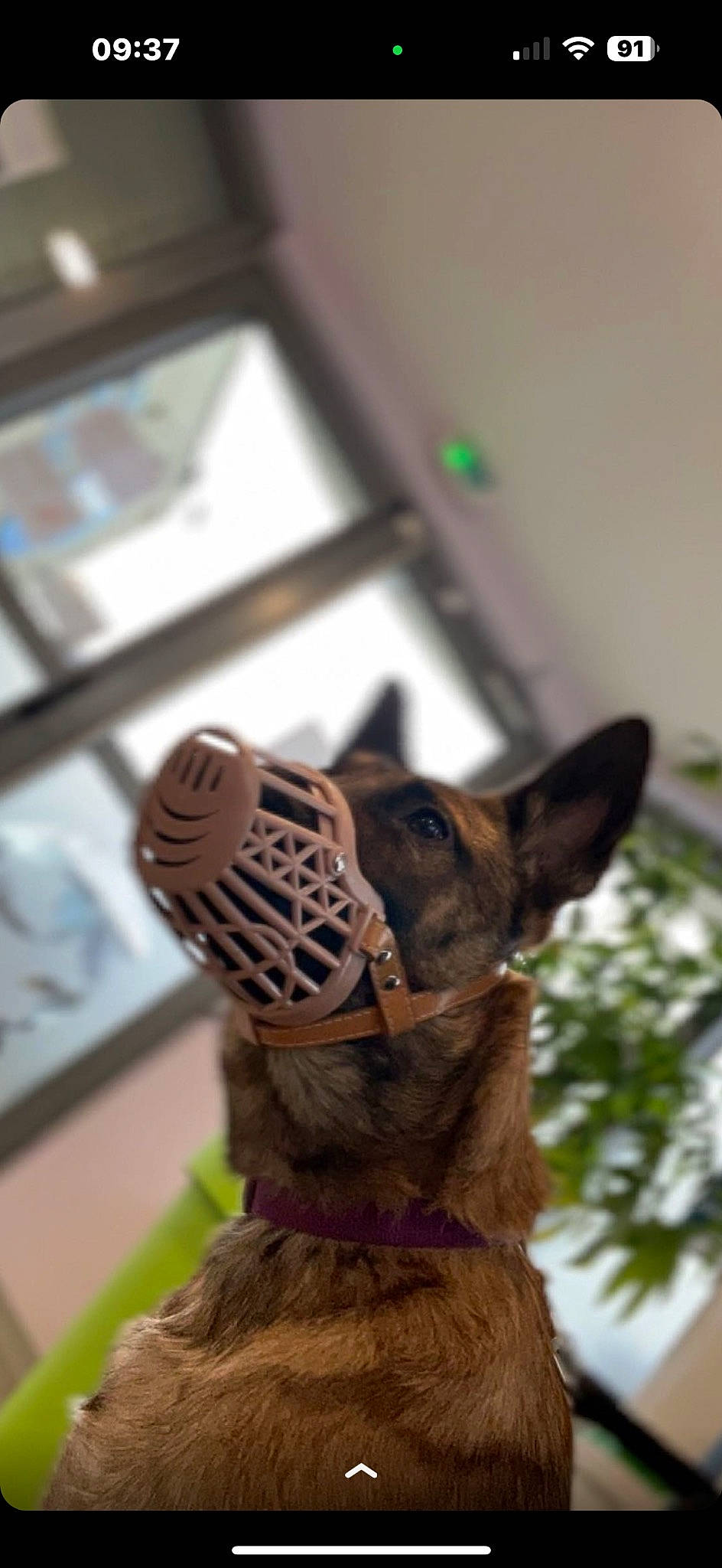 Tokyo a rejoint le concours — aidez-le/la à gagner de superbes lots ! art, canidae, costume, dog_breed, fawn, felidae, fur, personal_protective_equipment, picture_frame, room, small_to_medium_sized_cats, snout, sporting_group, terrestrial_animal, toy, tradition, tree, whiskers, wood, working_animal