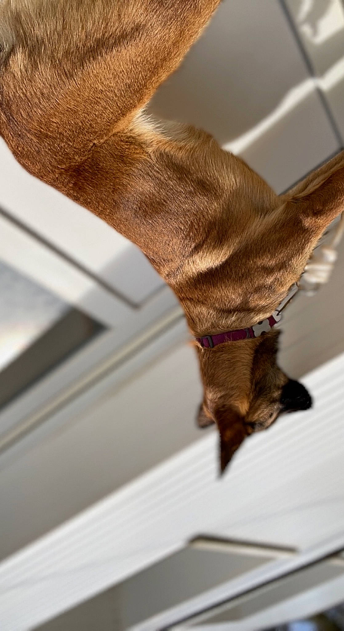 Tokyo a rejoint le concours — aidez-le/la à gagner de superbes lots ! bat, brown, claw, dress, elbow, fawn, flooring, foot, fur, hardwood, human_leg, metal, pattern, snout, tail, terrestrial_animal, wildlife, window, wood