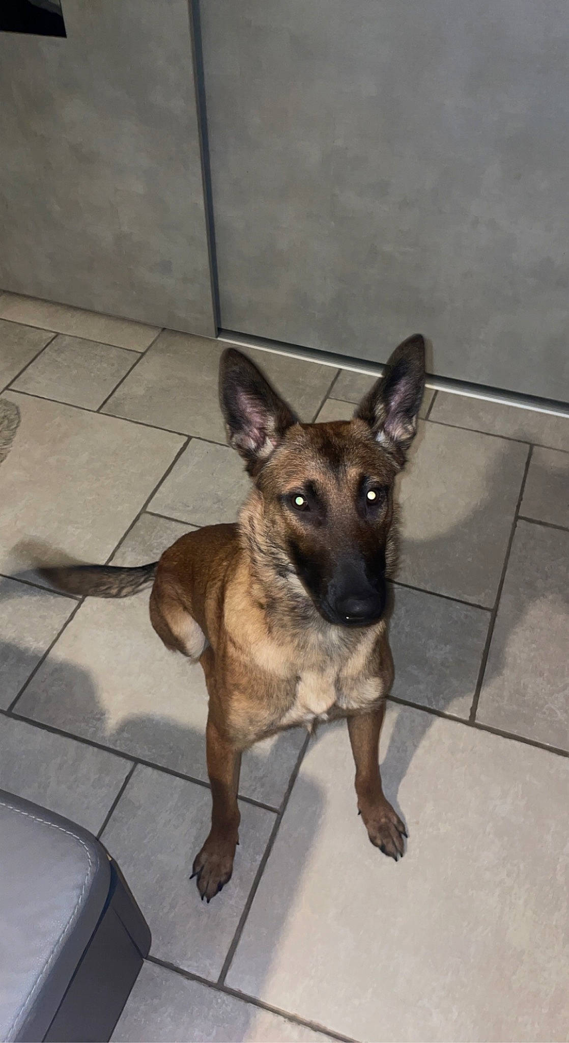 Tokyo participe au concours pour gagner de l'argent avec cette photo : canidae, carnivore, companion_dog, dog, dog_breed, fawn, flooring, german_shepherd_dog, paw, snout, sporting_group, terrestrial_animal, working_animal, working_dog