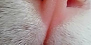 Haiku is registered to the contest to win money with this photo: animal, cat, close_up, closeup, cute, detail, face_part, fur, gray_fur, macro, muzzle, nose, pet, pink_nose, snout, soft, texture, whisker_pad, whiskers, white_fur