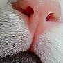 animal, cat, close_up, closeup, cute, detail, face_part, fur, gray_fur, macro, muzzle, nose, pet, pink_nose, snout, soft, texture, whisker_pad, whiskers, white_fur