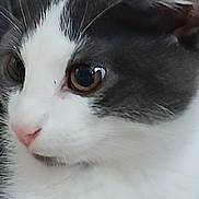 Haiku joined the competition — help win amazing prizes! animal, cat, close_up, cute, domestic, ears, eyes, face, feline, fur, gray_fur, indoor, looking, muzzle, nose, pet, portrait, soft, whiskers, white_fur