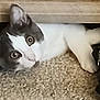 Haiku is registered to the contest to win money with this photo: animal, black_and_white, carpet, cat, closeup, curious, cute, ears, eyes, feline, floor, fur, hidden, household, indoor, peeking, pet, playful, resting, whiskers