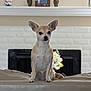 dog, chihuahua, couch, fireplace, mantle, portrait, owl_figurines, flowers, indoor, pet, small_dog, tan_dog, white_brick, home_interior, furniture, animal, sitting, ears, curious, cozy
