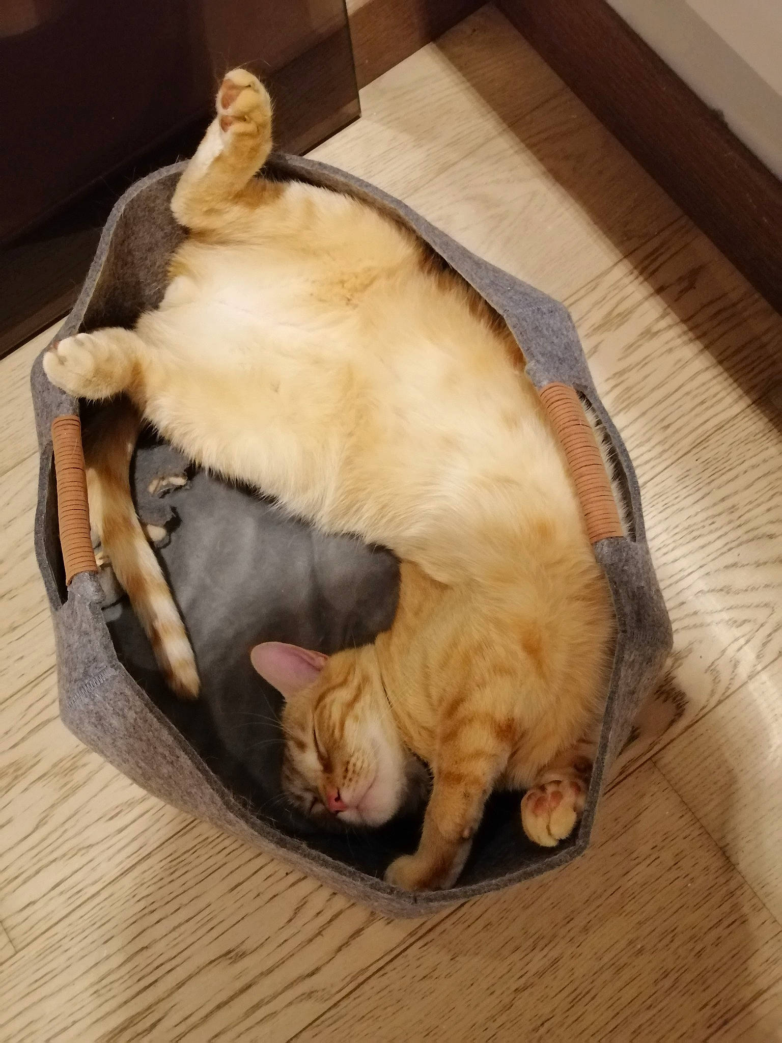 Rivers a rejoint le concours — aidez-le/la à gagner de superbes lots ! canidae, carnivore, cat, comfort, companion_dog, dog_breed, fawn, felidae, flooring, fur, hardwood, nap, small_to_medium_sized_cats, snout, sporting_group, tail, whiskers, wood, wood_flooring, wood_stain