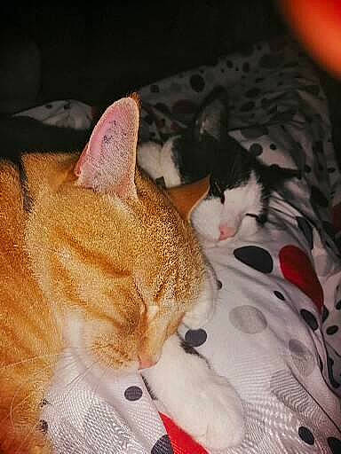 Rivers a rejoint le concours — aidez-le/la à gagner de superbes lots ! bed, bedding, carnivore, cat, claw, comfort, domestic_short_haired_cat, fawn, felidae, fur, lap, linens, nap, pattern, paw, sleep, small_to_medium_sized_cats, snout, tail, whiskers