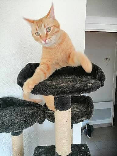 Rivers a rejoint le concours — aidez-le/la à gagner de superbes lots ! art, balance, carnivore, cat, cat_furniture, cat_supply, comfort, domestic_short_haired_cat, fashion_accessory, fawn, felidae, foot, fur, paw, pedestal, pet_supply, sitting, small_to_medium_sized_cats, tail, whiskers