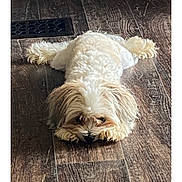 Madigan joined the competition — help win amazing prizes! animal, canine, companion, cream_color, cute, cute_pet, dog, domestic, flooring, fluffy, fur, indoor, laying, lying_down, paws, pet, relaxed, resting, small_dog, wooden_floor