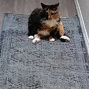 Ying-Yang is registered to the contest to win money with this photo: animal, calico, cat, companion, curious, cute, domestic, feline, floor, four_legged, fur, hallway, indoor, mammal, paws, pet, resting, rug, sitting, whiskers