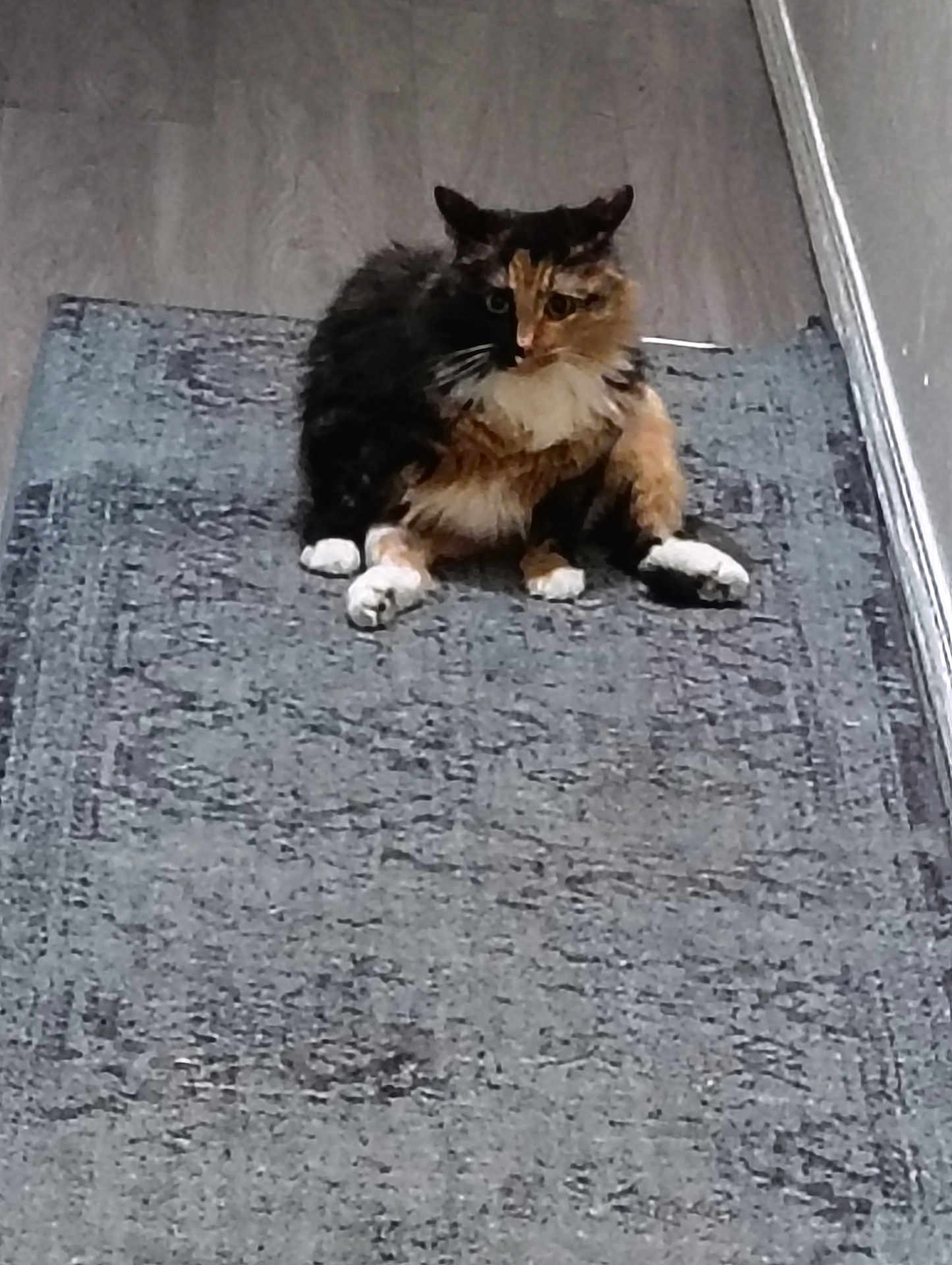 Ying-Yang is registered to the contest to win money with this photo: animal, calico, cat, companion, curious, cute, domestic, feline, floor, four_legged, fur, hallway, indoor, mammal, paws, pet, resting, rug, sitting, whiskers