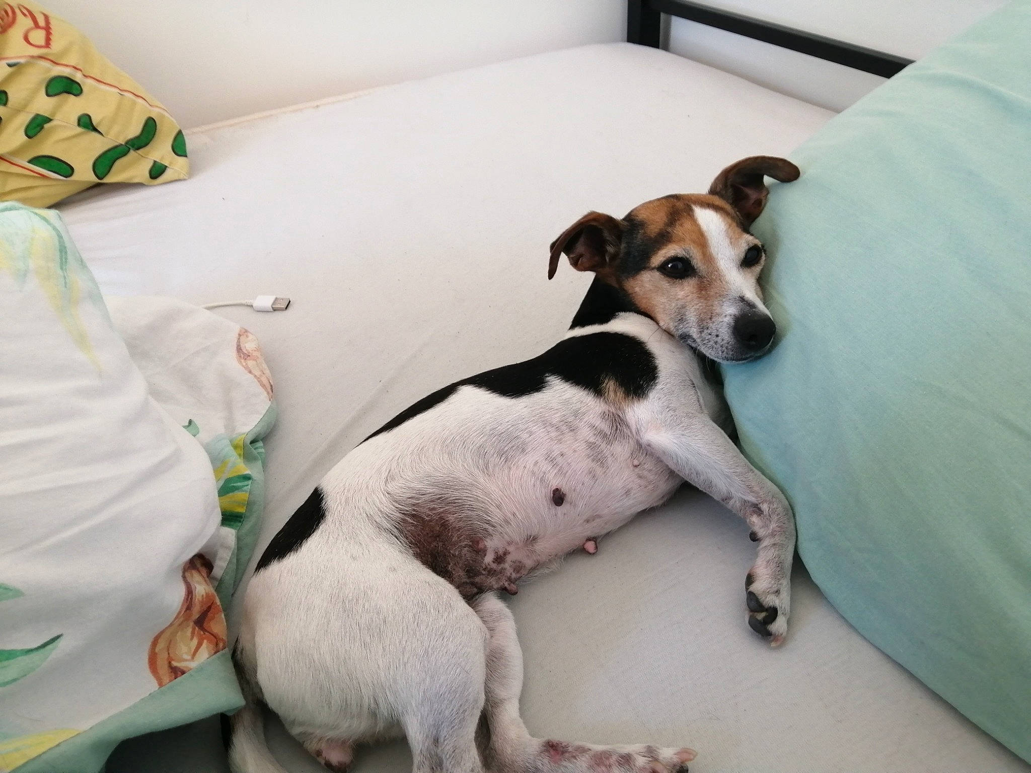 Endy a rejoint le concours — aidez-le/la à gagner de superbes lots ! canidae, carnivore, companion_dog, dog, dog_breed, japanese_terrier, mammal, puppy, rare_breed_dog, rat_terrier, snout, sporting_group, teddy_roosevelt_terrier, vertebrate