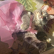 Juju is registered to the contest to win money with this photo: carpet, cat, costume, curious, cute, domestic_animal, ears, feline, fluffy, indoor, paw, pet, pink_dress, playful, relaxed, soft_fur, stretching, sunlight, tulle, whiskers