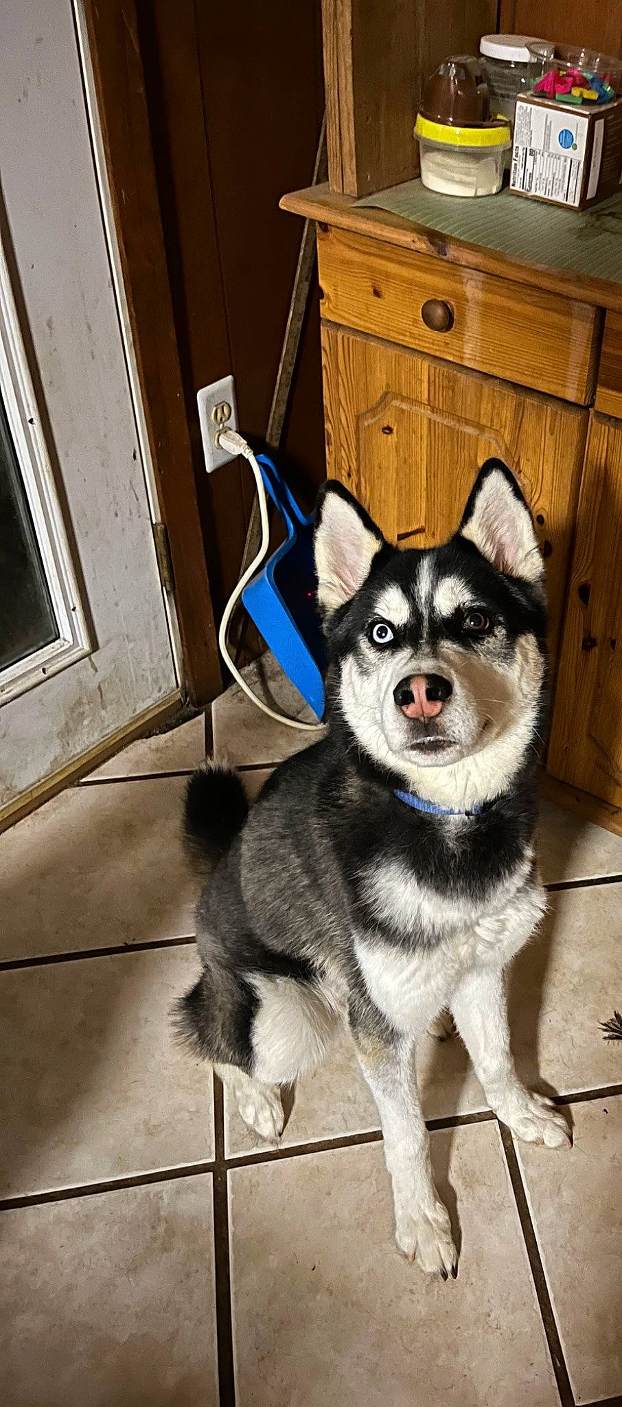 Koda is registered to the contest to win money with this photo: cabinetry, canidae, canis, carnivore, collar, companion_dog, dog, dog_breed, dog_supply, door, fashion_accessory, fur, leash, sled_dog, snout, sporting_group, tail, whiskers, working_animal, working_dog