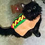 black_cat, cat, pet, costume, hot_dog_costume, animal, indoor, carpet, cute, fluffy, wide_eyes, curious, funny, dress_up, domestic_animal, feline, sitting, looking_up, playful, adorable