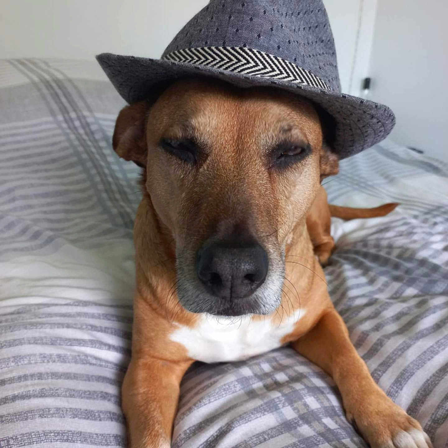 Haeden a rejoint le concours — aidez-le/la à gagner de superbes lots ! animal, bed, bedroom, blanket, canine, cap, clothing, cushion, dog, furniture, hat, homedecor, hound, indoors, person, pet, puppy, room, sitting, sunhat