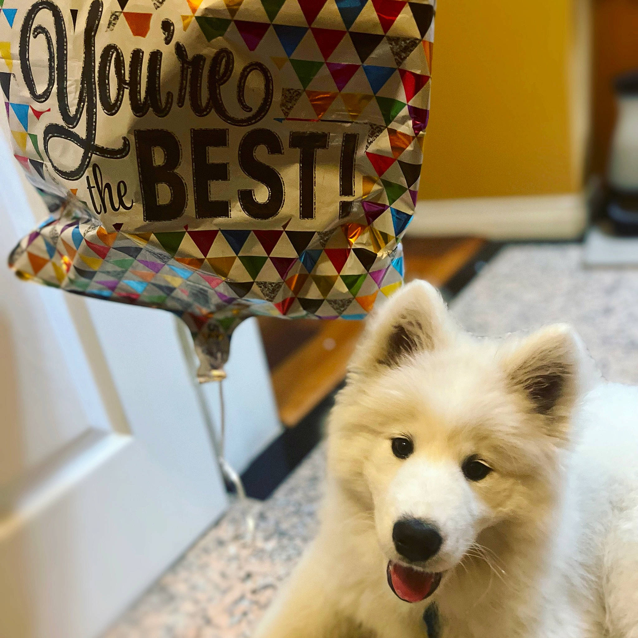 Siopao joined the competition — help win amazing prizes! canidae, carnivore, companion_dog, costume_hat, dog, dog_breed, fawn, fedora, fur, german_spitz, german_spitz_klein, german_spitz_mittel, hat, lamp, mammal, pet_supply, snout, spitz, sporting_group, whiskers