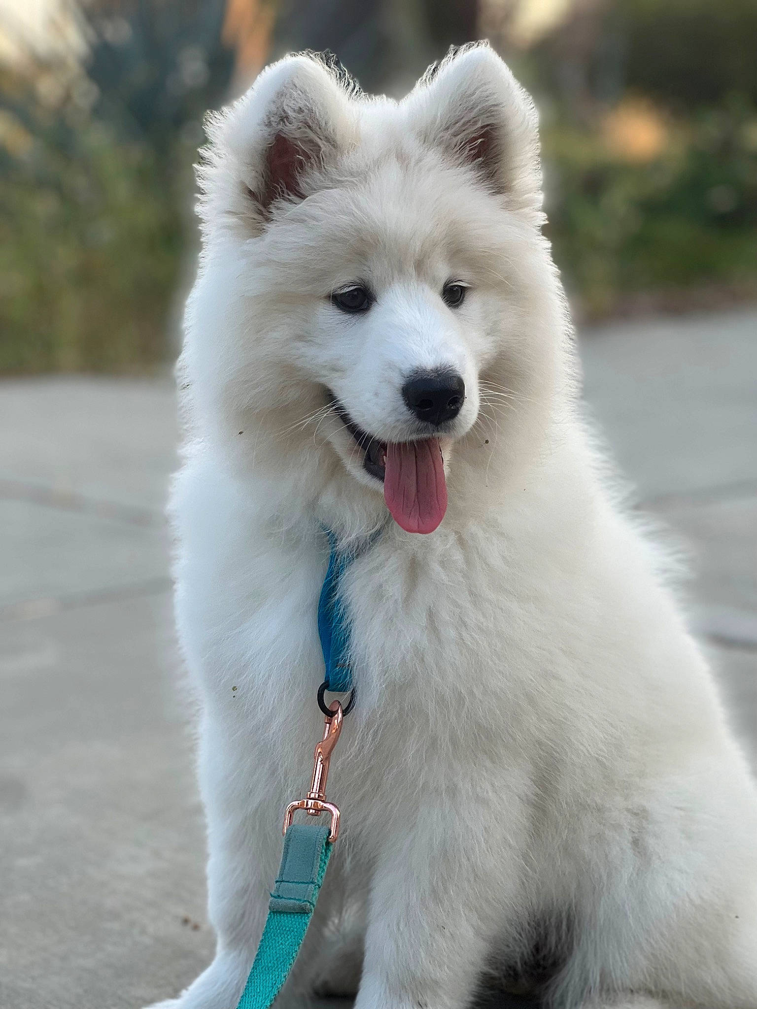 Siopao joined the competition — help win amazing prizes! american_eskimo_dog, ancient_dog_breeds, canidae, carnivore, collar, companion_dog, dog, dog_breed, electric_blue, fur, indian_spitz, japanese_spitz, non_sporting_group, samoyed, snout, sporting_group, volpino_italiano, winter, working_animal, working_dog
