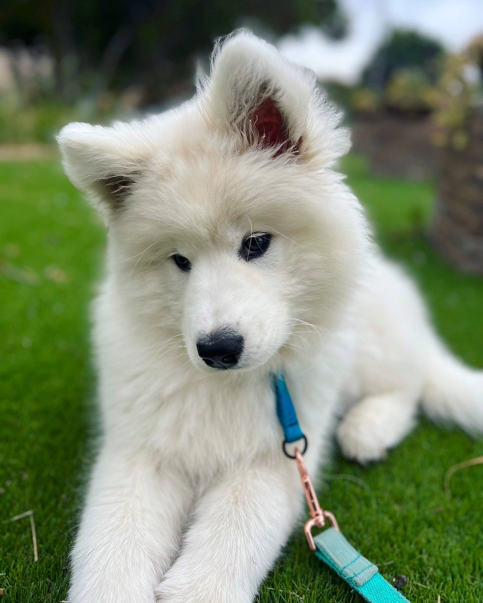 Siopao is registered to the contest to win money with this photo: american_eskimo_dog, ancient_dog_breeds, carnivore, companion_dog, dog, dog_breed, fur, german_spitz, german_spitz_klein, german_spitz_mittel, grass, indian_spitz, japanese_spitz, plant, samoyed, spitz, sporting_group, volpino_italiano, working_animal, working_dog