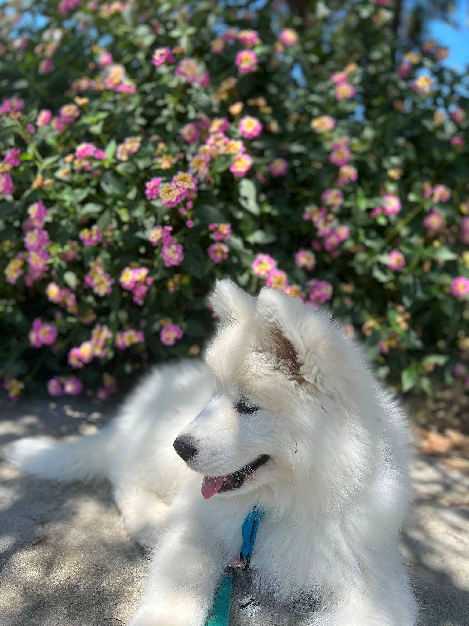 Siopao joined the competition — help win amazing prizes! annual_plant, canis, carnivore, companion_dog, dog, dog_breed, flower, garden, grass, indian_spitz, petal, plant, samoyed, shrub, spitz, sporting_group, terrestrial_animal, tree, volpino_italiano, working_dog