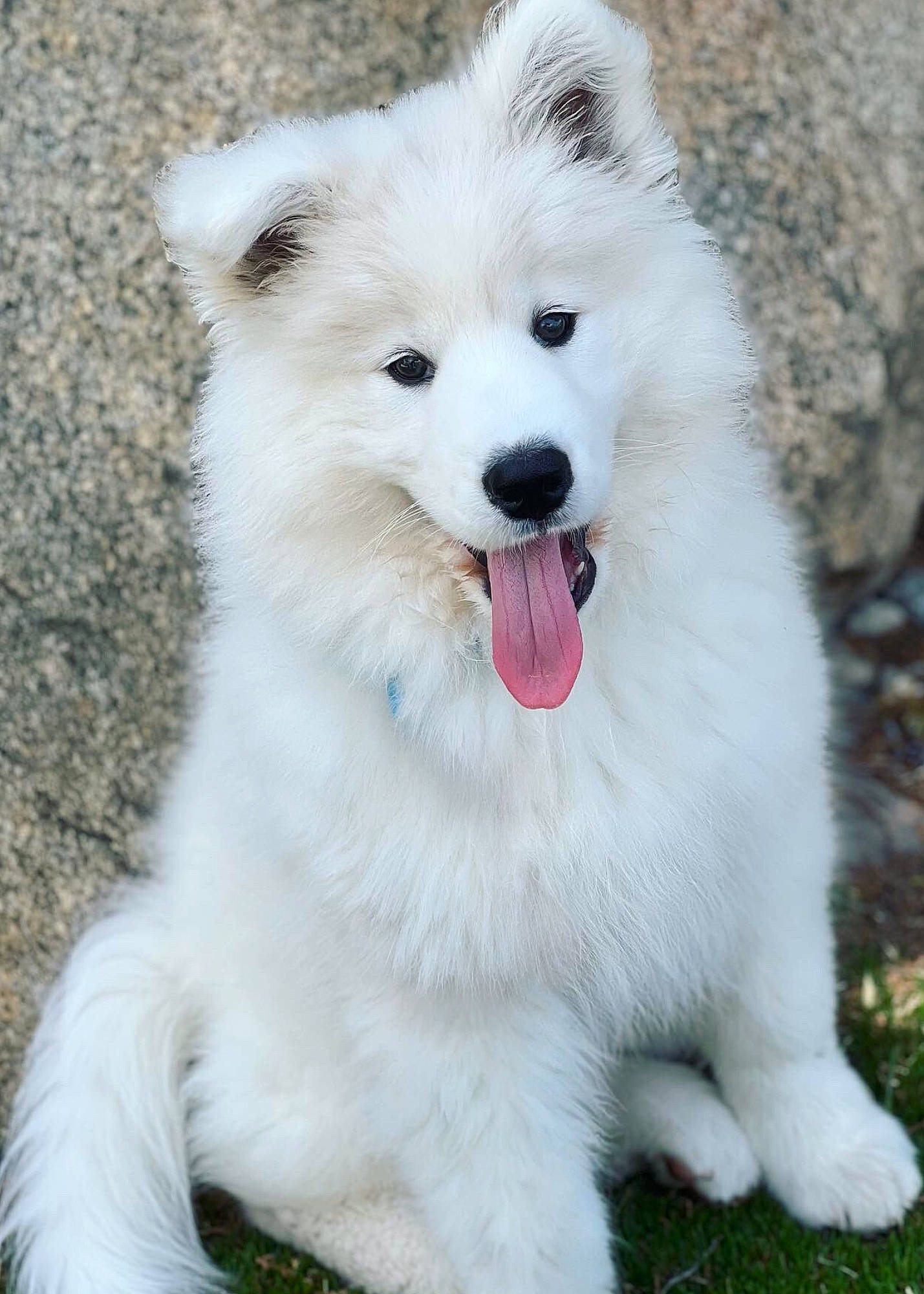 Siopao is registered to the contest to win money with this photo: american_eskimo_dog, canidae, carnivore, collar, companion_dog, dog, dog_breed, fur, german_spitz, indian_spitz, iris, japanese_spitz, non_sporting_group, samoyed, snout, spitz, sporting_group, volpino_italiano, working_animal, working_dog