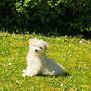 Bahia a rejoint le concours — aidez-le/la à gagner de superbes lots ! canine, daisy, dog, flowers, fluffy, foliage, garden, grass, greenery, lawn, long_hair, nature, outdoors, pet, portrait, puppy, sitting, small_dog, sunlight, white_dog