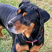 Bubby is registered to the contest to win money with this photo: dog, animal, pet, black_and_tan, collar, outdoor, grass, canine, alert, fur, mammal, domestic_animal, portrait, looking_away, ears, snout, standing, nature, companion, friendly
