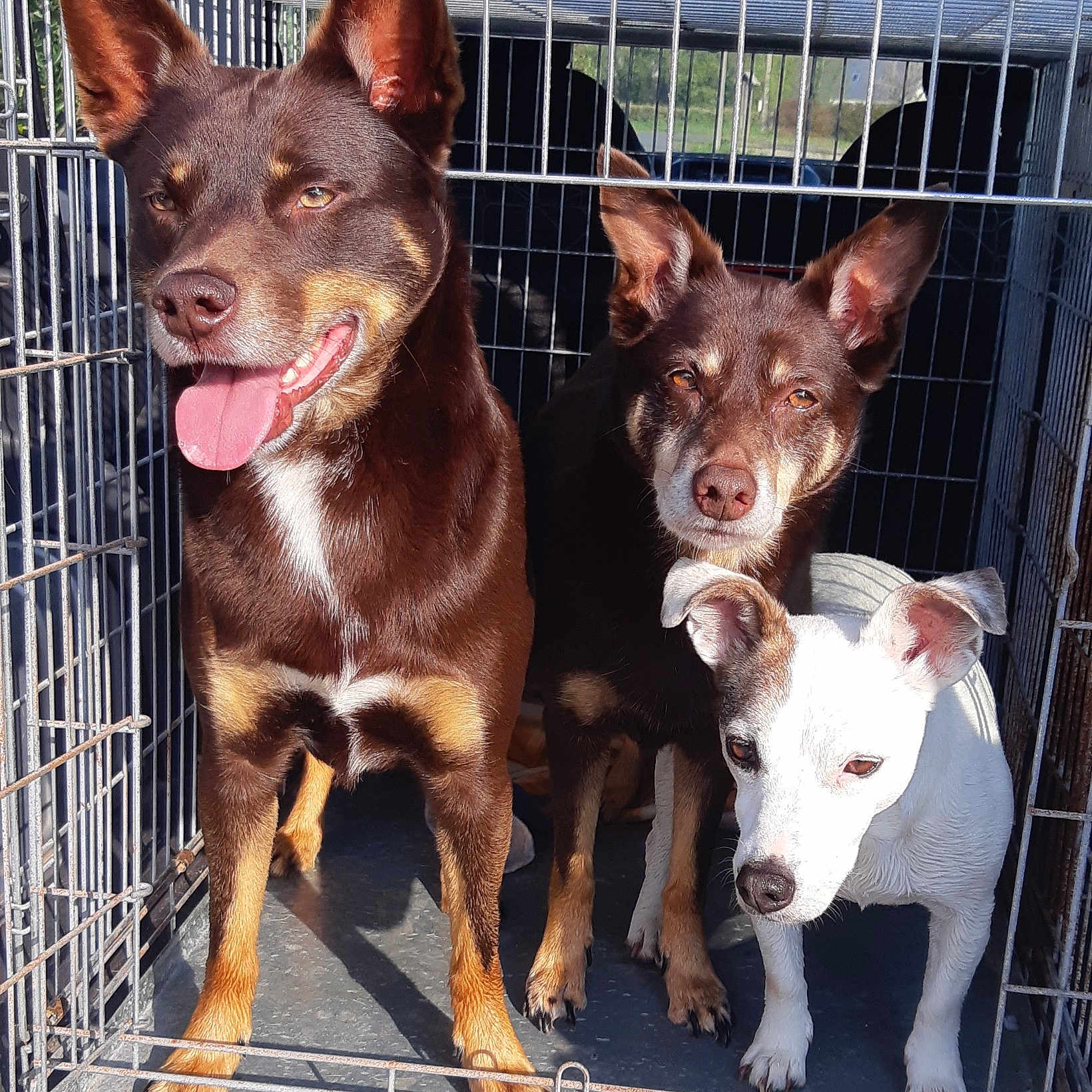 Celtic Fiesta Et Little Boy