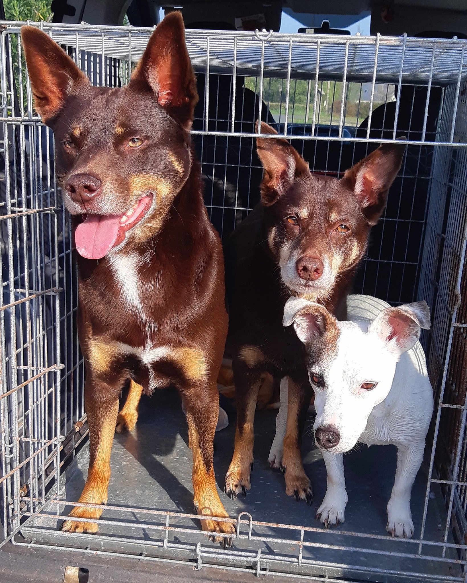 Celtic Fiesta Et Little Boy