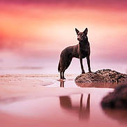 Ask'A a rejoint le concours — aidez-le/la à gagner de superbes lots ! dog, black_dog, beach, rock, sunset, reflection, water, shallow_water, sky, pink_sky, orange_sky, outdoor, nature, animal, standing, serene, majestic, calm, landscape, scenic