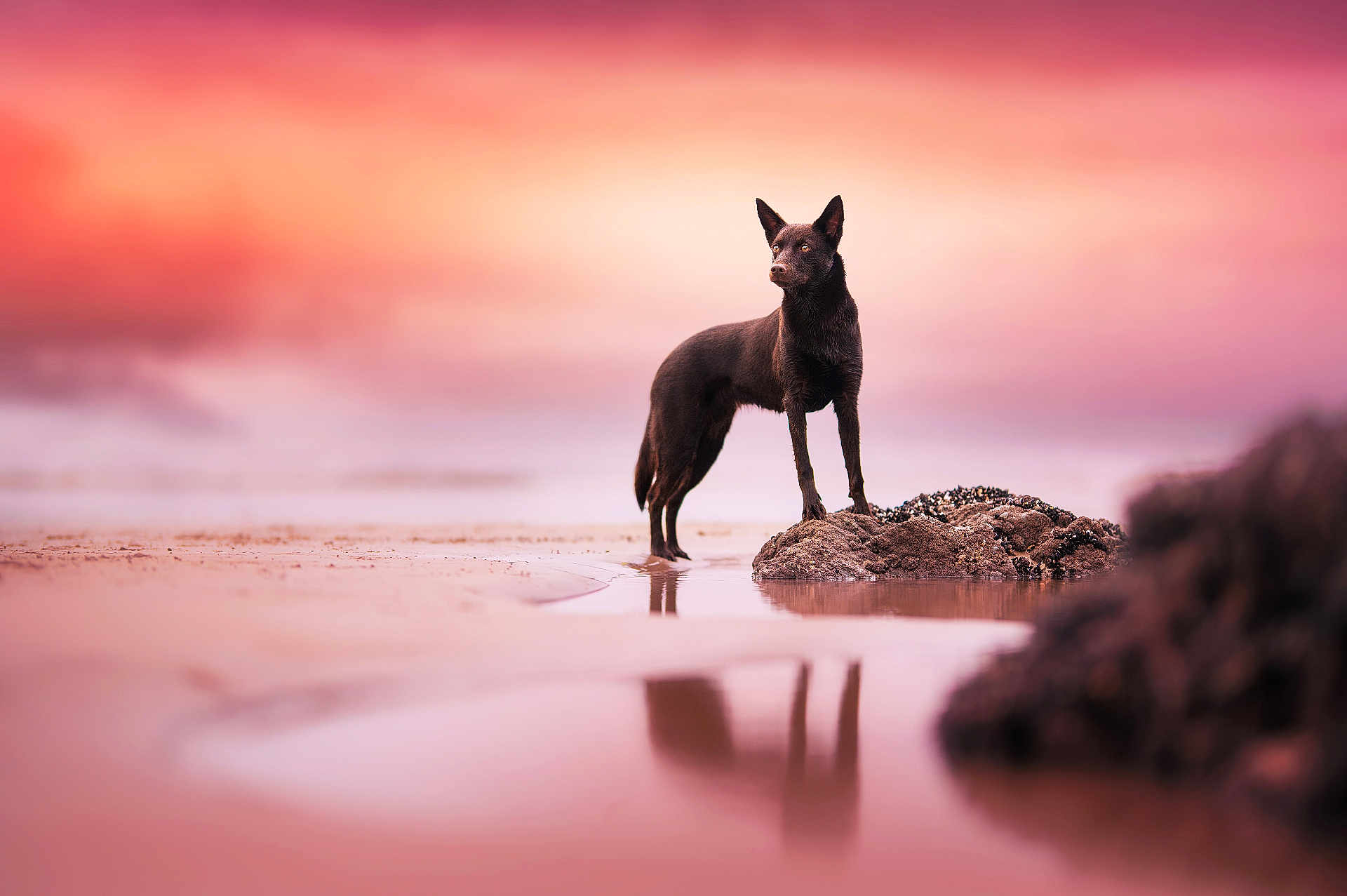 Ask'A a rejoint le concours — aidez-le/la à gagner de superbes lots ! dog, black_dog, beach, rock, sunset, reflection, water, shallow_water, sky, pink_sky, orange_sky, outdoor, nature, animal, standing, serene, majestic, calm, landscape, scenic